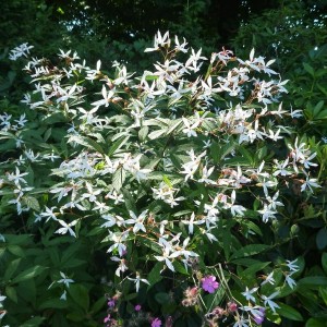 Гилления Trifoliata