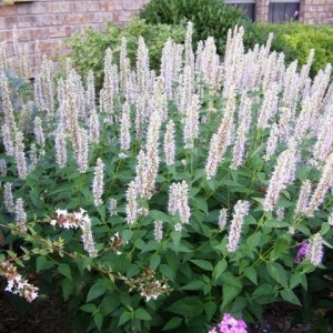 Многоколосник Rugosa Alabaster