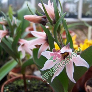 Фритилярия Stenanthera