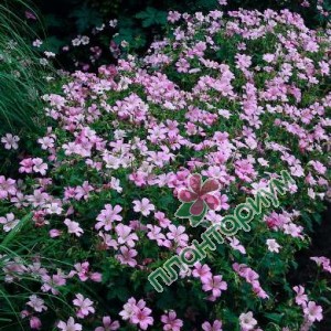Герань Wargrave Pink