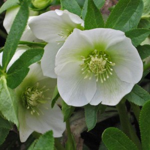 Морозник White Lady