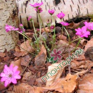 Печёночница Red Forrest Hybrids