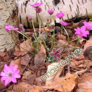 Печёночница Red Forrest Hybrids