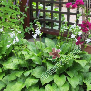 Хоста Grandiflora