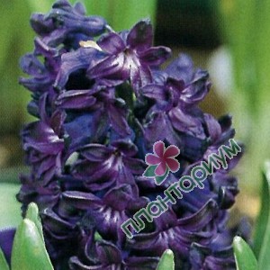 Гиацинт Blue Magic