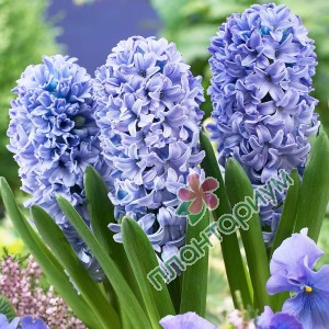 Гиацинт Delft Blue
