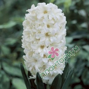 Гиацинт Top white
