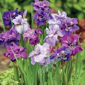 Ирис Purple Lavender микс