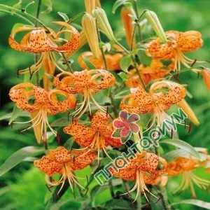 Лилия Lancefolium Splendens