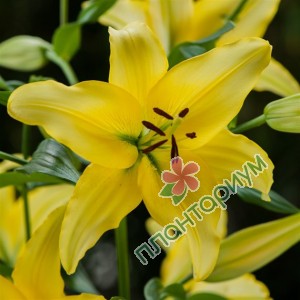 Лилия Yellow Power