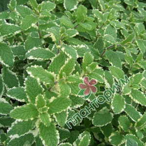 Мята Rotundifolia Variegata