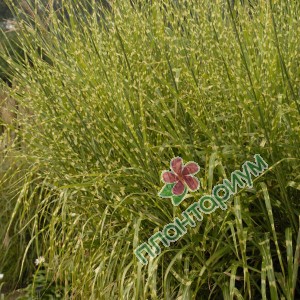 Мискантус Strictus Little