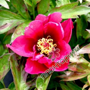 Пион Itoh Pink Ardour