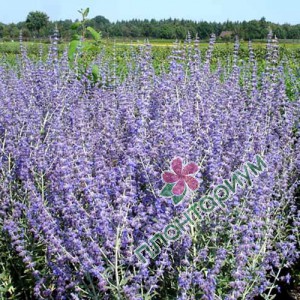 Перовския Silvery Blue