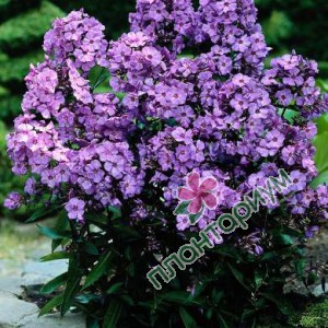 Флокс Paniculata Blue Paradise