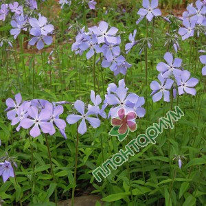 Флокс Blue Ridge