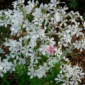 Флокс May Breeze