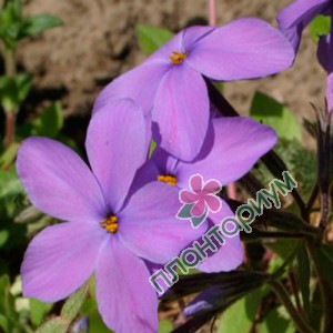 Флокс Purpurea