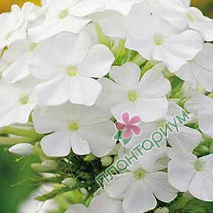 Флокс Paniculata Rembrandt