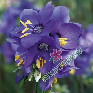 Синюха Bressingham Purple