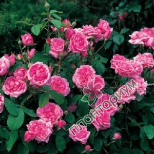 Роза Comte De Chambord