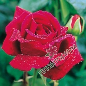 Роза Crimson Glory
