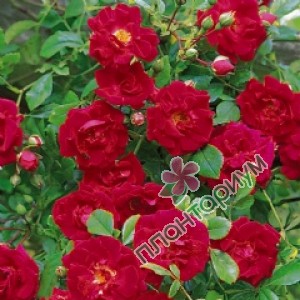 Роза Crimson Shower