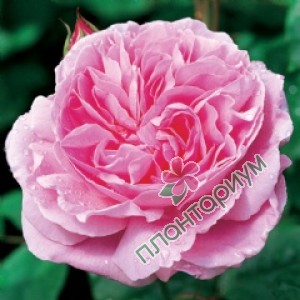 Роза Mary Rose