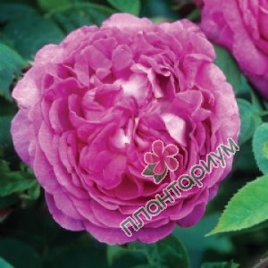 Роза Reine Des Violettes