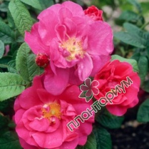 Роза Rosa Officinalis