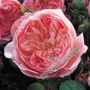 Роза The Alnwick Rose