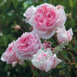 Роза The Wedgwood Rose