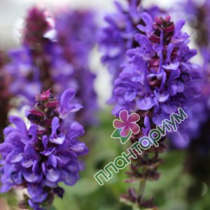 Сальвия Blue Marvel