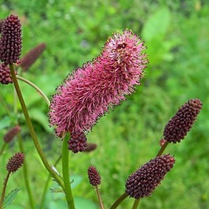 Кровохлёбка menziesii