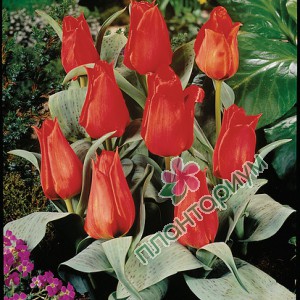 Тюльпан Annie Salomons