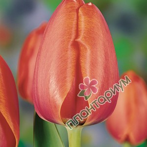 Тюльпан Apricot Impression