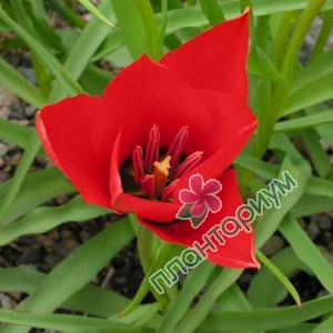 Тюльпан Batalinii Red Gem