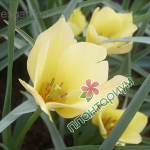Тюльпан Batalinii Yellow Jewel