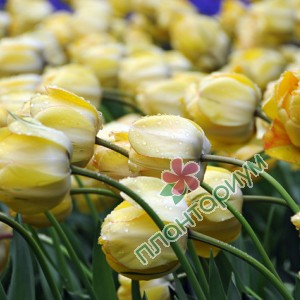 Тюльпан Beauty Of Apeldoorn