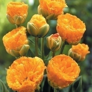 Тюльпан Double Beauty Of Apeldoorn