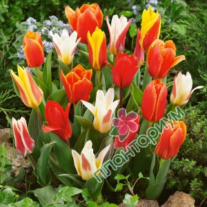 Тюльпан Dwerg Tulipa Mix