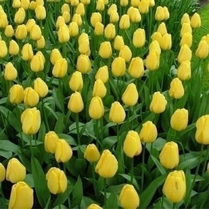 Тюльпан Golden Parade