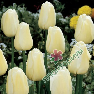 Тюльпан Ivory Floradale 