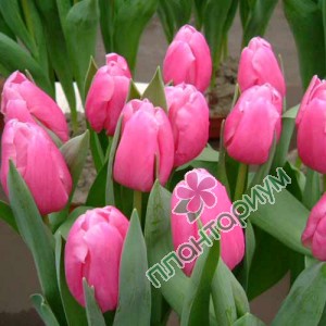 Тюльпан Jumbo Pink
