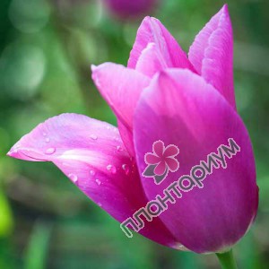 Тюльпан Lilynita