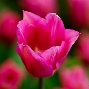 Тюльпан Lilyrosa