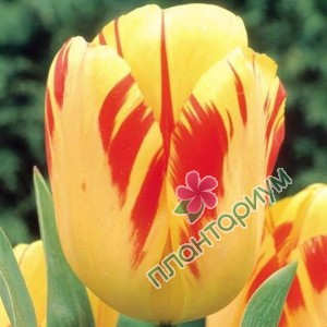 Тюльпан Olympic Flame