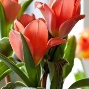 Тюльпан Oriental Beauty