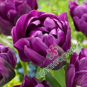 Тюльпан Peony Purple