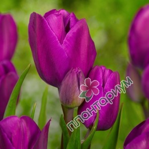 Тюльпан Purple Bouquet
